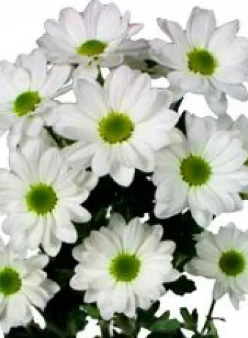 Хризантема белая «Бакарди»  от интернет-магазина цветов в 