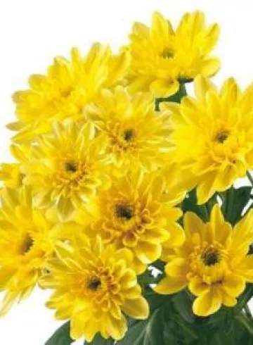 Хризантема желтая &laquo;Балтика&raquo; от интернет-магазина цветов в 