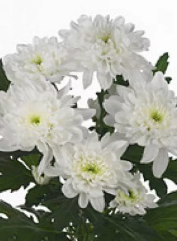 Хризантемая белая  &laquo;Балтика&raquo; от интернет-магазина цветов в 