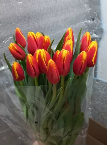 &laquo;Тюльпан огненный&raquo; от интернет-магазина цветов в 