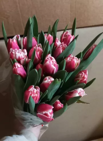 «Тюльпан махровый розово-белый» от интернет-магазина цветов в 