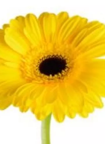 «Гербера желтая» от интернет-магазина цветов в 