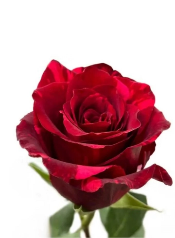 Роза &laquo;Red Panther&raquo; от интернет-магазина цветов в 