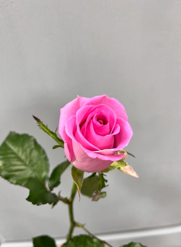 Роза «Аква» от интернет-магазина цветов в 