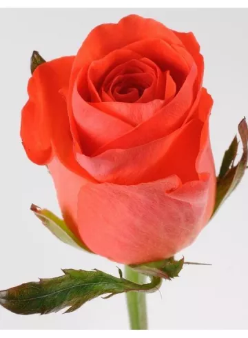 Роза &laquo;Вау&raquo; от интернет-магазина цветов в 