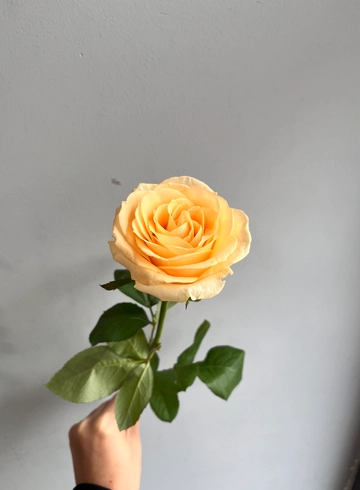 Роза &laquo;Пич Аваланш&raquo; от интернет-магазина цветов в 