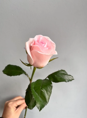 Роза &laquo;Свит Ревиваль&raquo; от интернет-магазина цветов в 