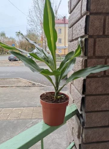 Комнатное растение «Драцена» от интернет-магазина цветов в 