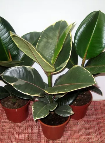 Комнатное растение «Фикус» от интернет-магазина цветов в 