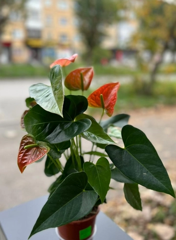 Комнатное растение «Антуриум» от интернет-магазина цветов в 