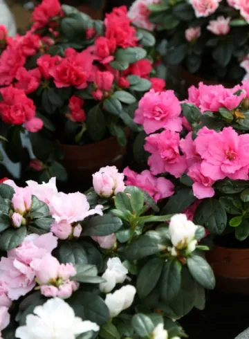 Комнатное растение «Азалия» от интернет-магазина цветов в 