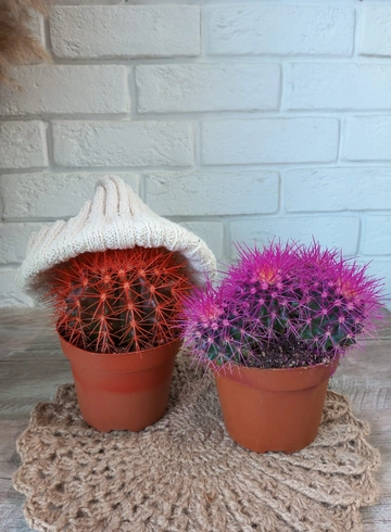 Комнатное растение «Кактус» от интернет-магазина цветов в 