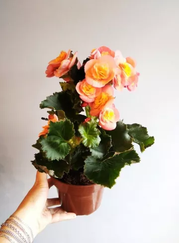 Комнатное растение &laquo;Бегония&raquo; от интернет-магазина цветов в 