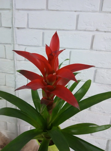 Комнатное растение &laquo;Гузмания&raquo; от интернет-магазина цветов в 