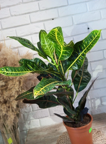 Комнатное растение &laquo;Кодиум&raquo; от интернет-магазина цветов в 